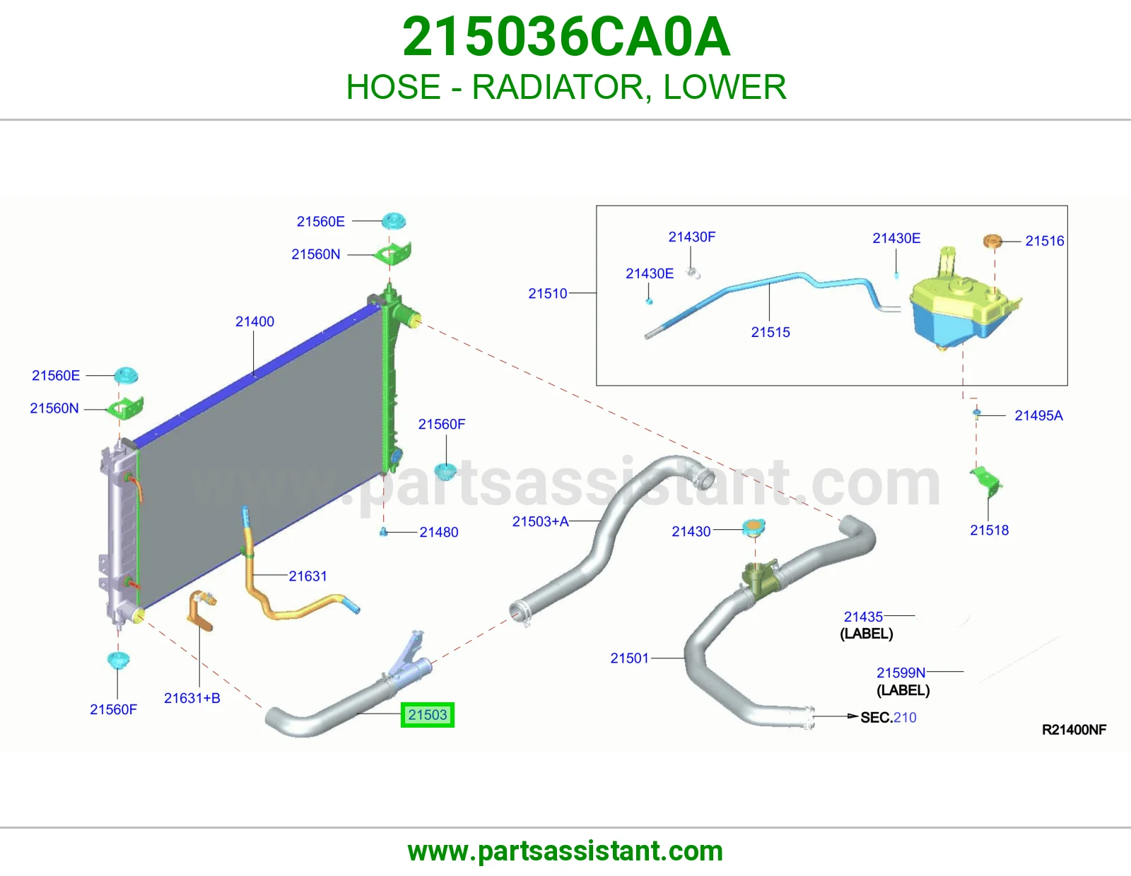 HOSE - RADIATOR, LOWER